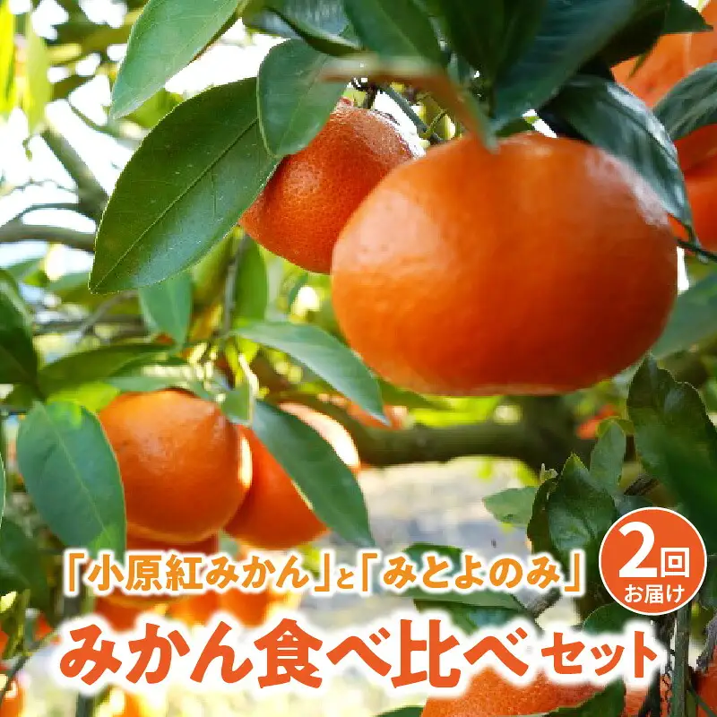 「みとよのみ」みかん食べ比べセット[2回お届け]【2024年出荷分の予約受付】