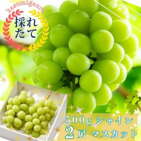 【先行受付】茨城県かすみがうら市産　シャインマスカット2房(約500g×2)_果物・フルーツ ぶどう・マスカット  ブドウ 葡萄 _【配送不可地域：離島】【1340410】