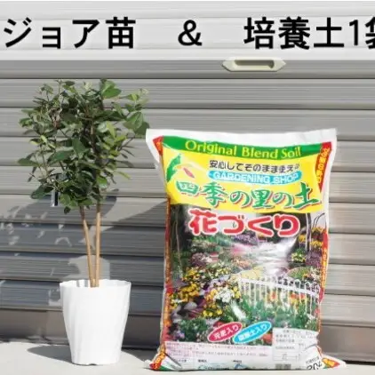 フェジョア苗と培養土1袋（20L）セット 苗木 植物 