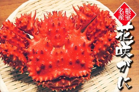【北海道根室産】花咲がに1.4～1.5kg×1尾 F-32004