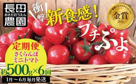 【先行受付】2027年1月～6月毎月発送 新食感!!奇跡のさくらんぼミニトマトの定期便 約500g×6回コース 野菜ソムリエサミット 金賞 受賞 長田農園 産地直送 トマト とまと 野菜 やさい フルーツ サラダ 濃厚 甘い ご褒美 プレゼント 美容 健康 リピート多数 人気 高評価 数量限定 碧南市 H004-190