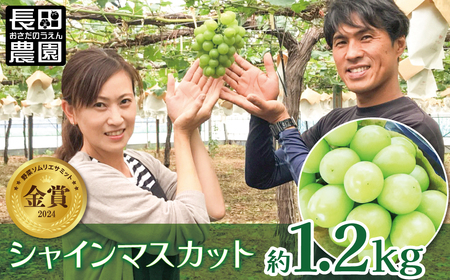 【2026年発送】皆さんの応援から実った シャインマスカット 約1.2kg（2房）【数量限定】 フルーツ 果物 長田農園 産地直送 甘い ご褒美 プレゼント 美容 健康 リピート多数 人気 高評価 碧南市 H004-198
