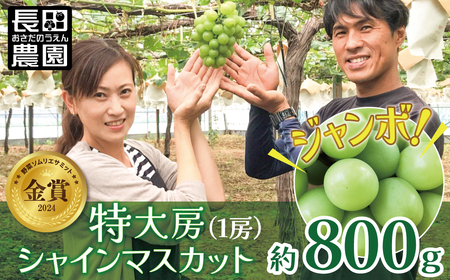 【2026年発送】特大房！ みなさんの応援から大きく実った特大シャインマスカット 約800g以上（1房）【数量限定】 フルーツ 果物 長田農園 産地直送 甘い ご褒美 プレゼント 美容 健康 リピート多数 人気 高評価 碧南市 H004-199