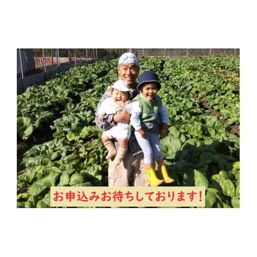【自然栽培】大和の伝統野菜 下北春まな2kg 