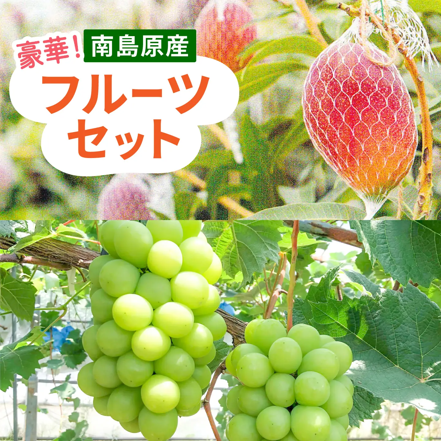 【2回定期便】【2027年7月-発送】マンゴー＆シャインマスカットの豪華セット / 南島原市 / 松川農園 [SAX004]