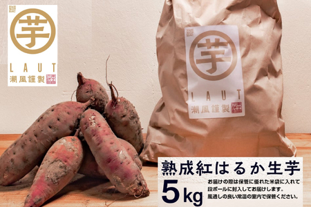 【先行予約】 12月以降発送　さつまいも 熟成 紅はるか 芋 5kg _CE004