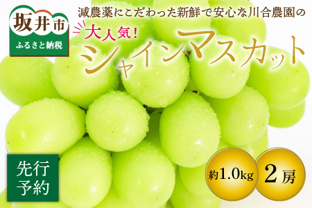 【先行予約】減農薬にこだわった新鮮で安心な川合農園大人気のシャインマスカット2房 約1.0kg【2026年9月上旬以降順次発送予定】【マスカット ブドウ ぶどう 葡萄 果物 くだもの フルーツ 果実 旬 新鮮 国産】 [A-7507]