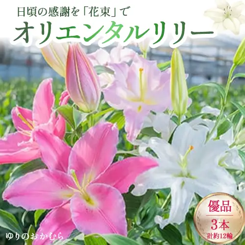 日頃の感謝を「花束」で、オリエンタルリリー【優品3本】／Osy-B13  誕生日 植物 フラワー プレゼント 花束 ゆり リリー お花