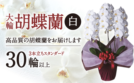 大輪胡蝶蘭&nbsp;白&nbsp;3本立ち　スタンダードタイプ　H05　綾羽株式会社 東近江