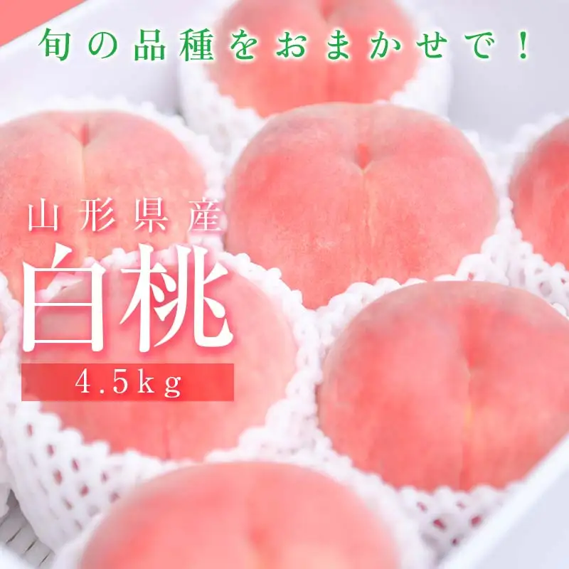 山形県産 白桃 ご自宅用 品種おまかせ 4.5kg もも フルーツ 【FSY-2742】