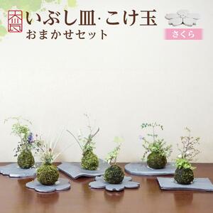 いぶし皿（さくら）・こけ玉おまかせ　セット