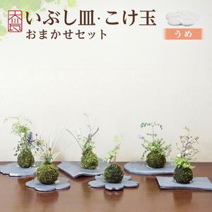 いぶし皿（うめ）・こけ玉おまかせ　セット