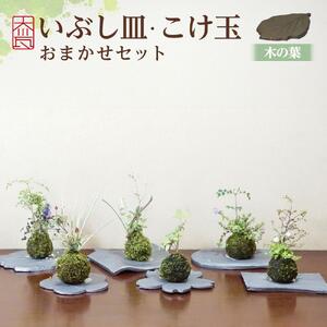いぶし皿（木の葉）・こけ玉おまかせ　セット