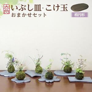 いぶし皿（楕円形）・こけ玉おまかせ　セット