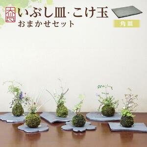 いぶし皿（角皿）・こけ玉おまかせ　セット