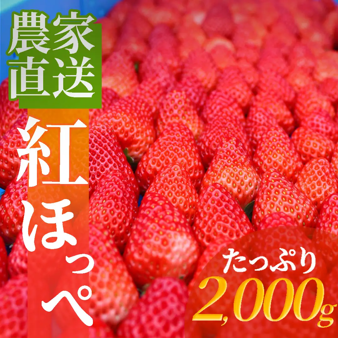 【先行予約＿2027年出荷分】 南伊豆産いちご　紅ほっぺ2kg　【 苺 いちご フルーツ 果物 】