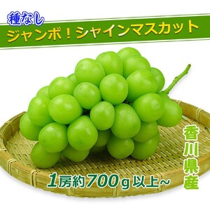 《2026年発送》特秀品シャインマスカット ( １房 約700g以上 ) ぶどう マスカット 香川県産