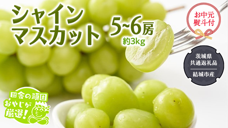 【お中元 熨斗付】 シャインマスカット 約3kg 5〜6房 【2026年7月より発送開始】 （茨城県共通返礼品 [ぶどう]：結城市産）