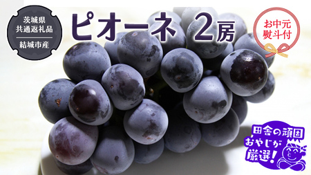 【お中元 熨斗付】 ピオーネ 2房 【2026年7月より発送開始】 （茨城県共通返礼品 [ぶどう]：結城市産）