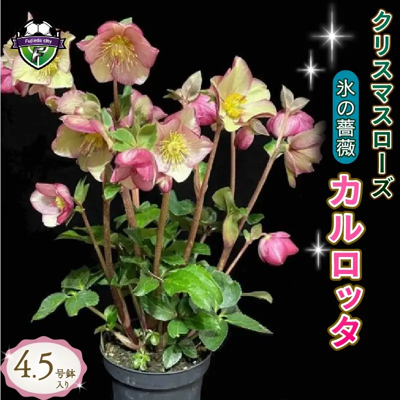 【 先行予約 ：2026年12月発送 】 花 クリスマスローズ カルロッタ 4.5号 花