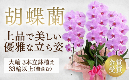 B101 【金賞受賞】 スタンダード＊姫葵（ヒメアオイ）大輪＊3本立