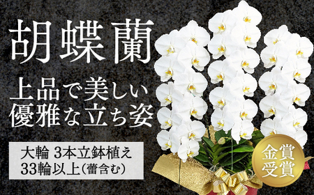 B102 【金賞受賞】スタンダード鳴滝清流胡蝶蘭3本立
