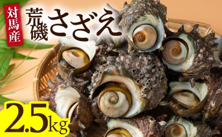 荒磯 さざえ 2.5 kg天然 サザエ 国産海鮮 [WAD006] 栄螺 BBQ 壺焼き 浜焼き