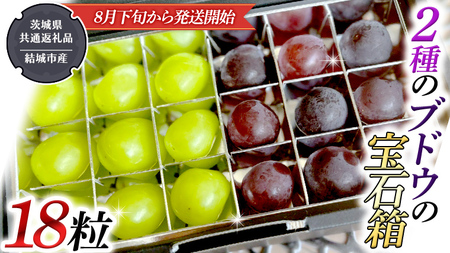 2種類 の ブドウ の 宝石箱 18粒 【2026年8月下旬から発送開始】 （茨城県共通返礼品 [ぶどう]：結城市産）