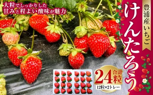 【2027年5月上旬～6月上旬発送予定】いちご「けんたろう」2トレーセット 