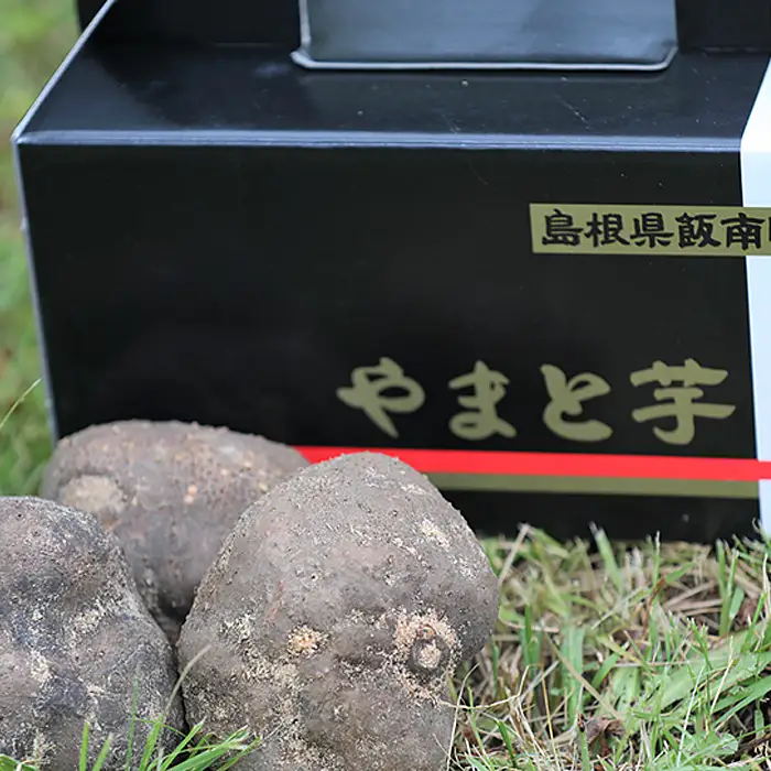 島根県飯南町産ヤマトイモ（つくね芋）約500ｇ×3個【とろろ 大和芋 やまといも】