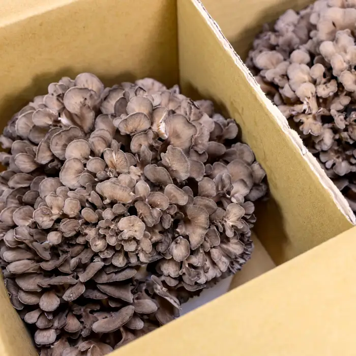 島根県飯南町産 生舞茸１株 約400ｇ【 きのこ キノコ まいたけ 農薬不使用 A-98】