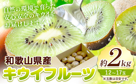 キウイ約2kg(12～17玉) 