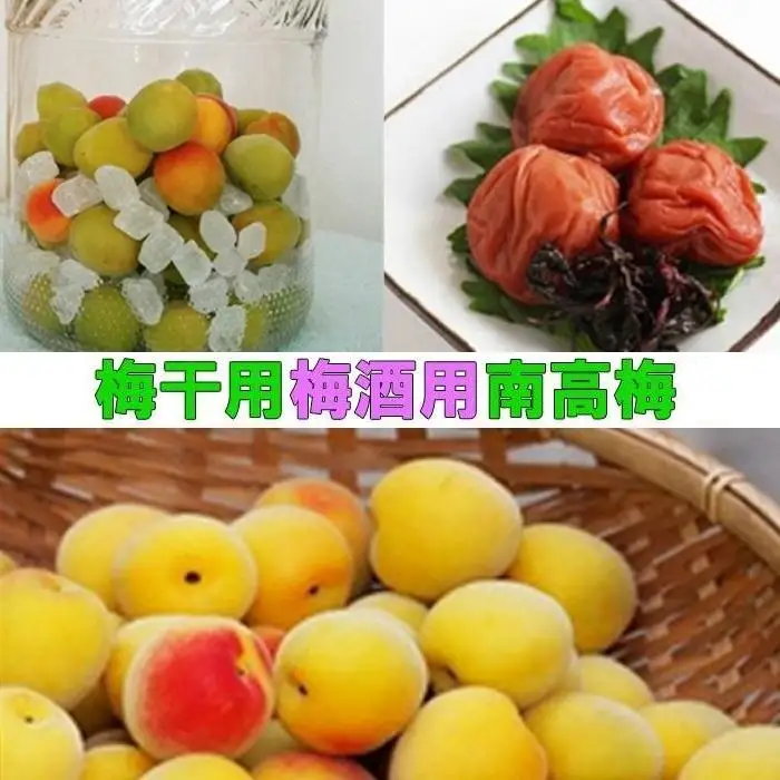 ［梅干・梅酒用］（3Lまたは2L－2Kg）熟南高梅＜2027年6月上旬～7月中旬発送予定＞フルーツ 果物 くだもの 食品 人気 おすすめ 送料無料［ART06］