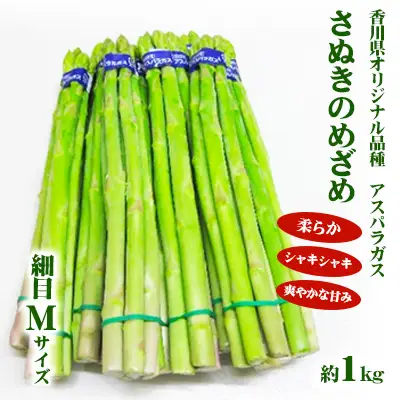 アスパラガス さぬきのめざめ 細目 Mサイズ アスパラガス【約1kg 約100g×10束】 【46311694】