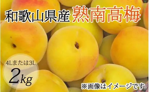 【梅干・梅酒用】（4Lまたは3L－2Kg）熟南高梅 秀優混合 / フルーツ 果物 くだもの 食品 人気 おすすめ 送料無料 ※2027年6月上旬～7月上旬頃順次発送予定 ※沖縄・離島への配送不可 【art006B】