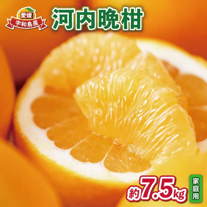 家庭用 河内晩柑 7.5kg 玉津柑橘倶楽部 柑橘 B010-072004