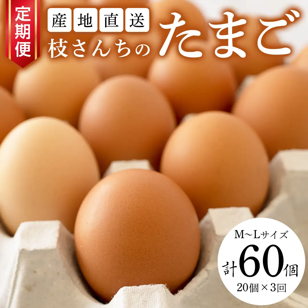 【3ヶ月定期便】枝さんち の たまご 20個×3回 合計60個 定期便 産地直送 たまご 玉子 生卵 鶏卵 タマゴ 平飼い 桜川市産 茨城県産 卵 非遺伝子組換え [BT004sa]