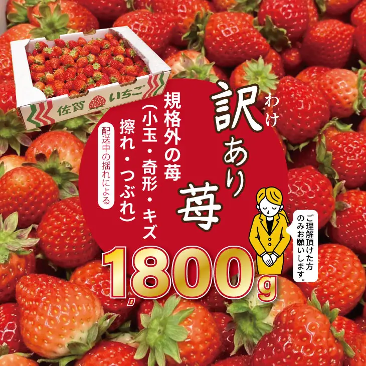 【先行予約】令和9年2月上旬頃出荷開始 訳あり苺（1.800g）ふるかわ農園 大量 段ボール入り イチゴ いちごさん 苺 訳あり B130-056