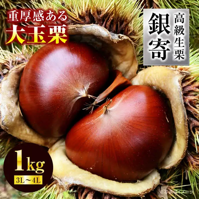 栗 【2026年9月下旬から順次発送】高級生栗「銀寄」 1kg[AGAE010]