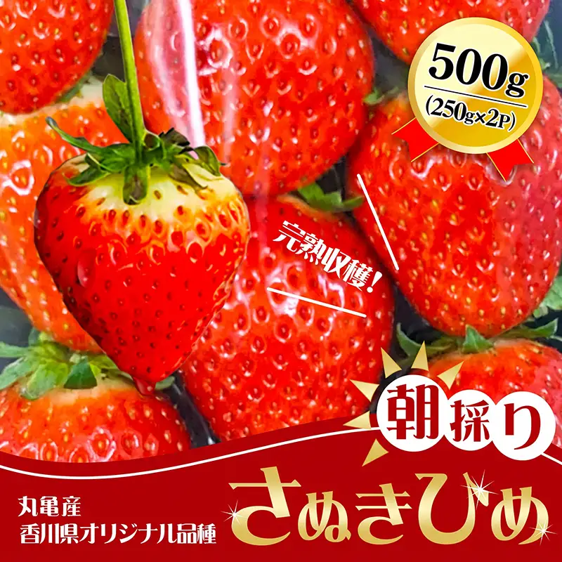 2027年1月～4月発送予定 いちご さぬきひめ 約500g いちご