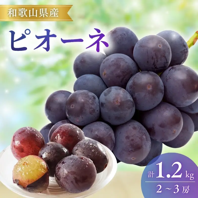 【先行予約】ピオーネ和歌山県産2～3房/箱（計1.2kg） / ぶどう 葡萄 ブドウ 産地直送 農家直送 フルーツ 果物【mat306C】