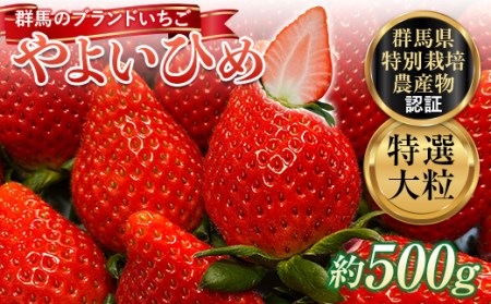特選大粒 ブランドいちご「やよいひめ」朝摘みでお届け！500g イチゴ 苺 果物 フルーツ くだもの デザート ケーキ作り 群馬県 渋川市 F4H-0686