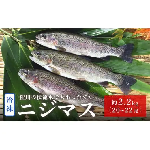 山梨県産　桂川の冷凍ニジマス　計:約2.2kg(約20～22尾)