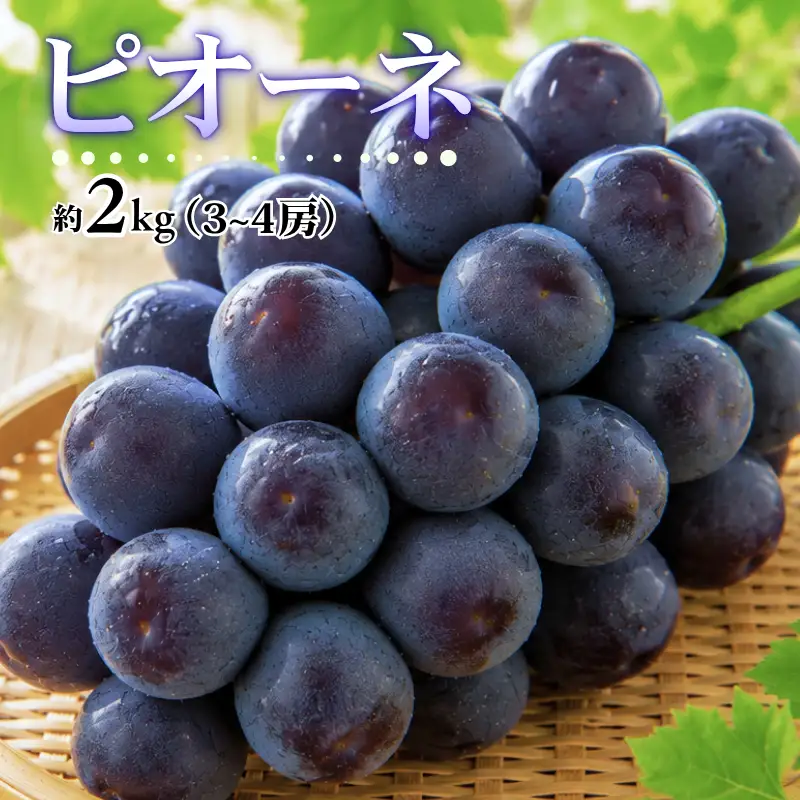 大原観光果樹園 ピオーネ 約2kg 3～4房 【先行予約 9月上旬から順次発送】