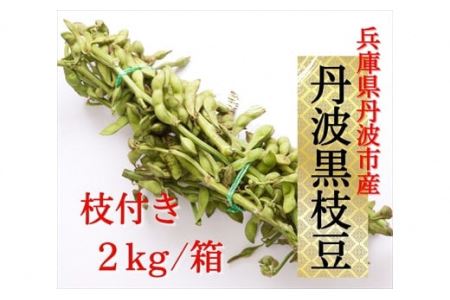 枝豆 枝付き 丹波 黒枝豆 2kg 枝豆
