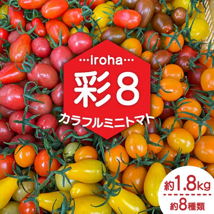 【2027年1月中旬-発送】カラフル ミニトマト 彩８（いろは） 約8種類 合計約1.8kg / トマト 夏野菜 野菜 旬 食べ比べ / 産地直送 安心 安全 彩り / 南島原市 / 植木農園 [SBL001]