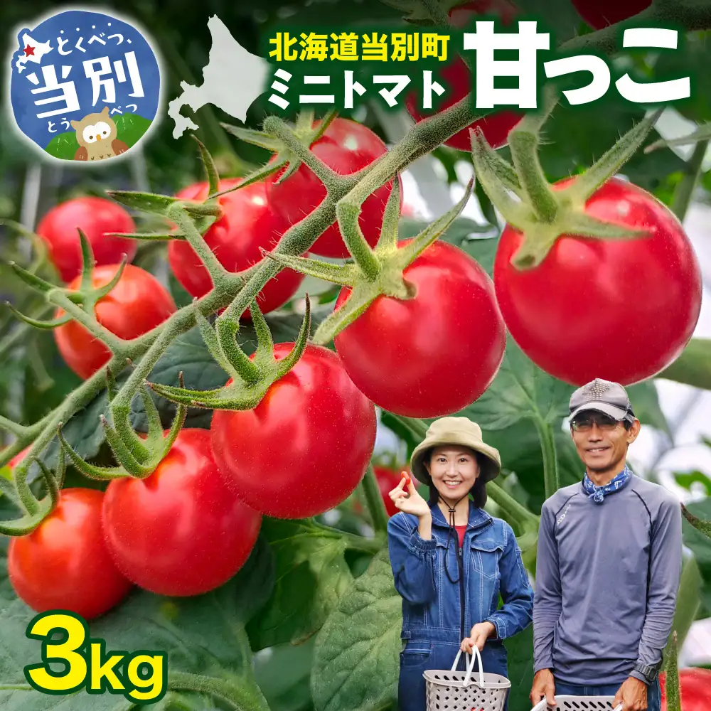 北海道当別町産化学農薬不使用ミニトマト：甘っこ3kg 北海道産 トマト 野菜 大容量 北海道 当別町