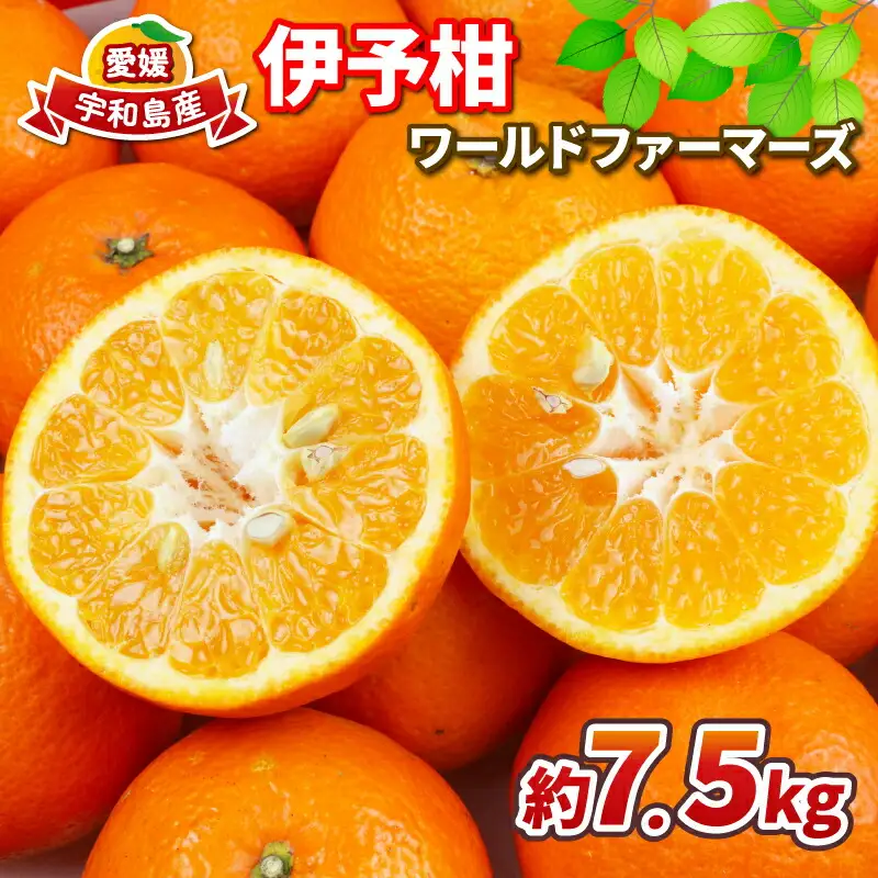 【みかん】いよかん約7.5kgWFみかん|B012-024006