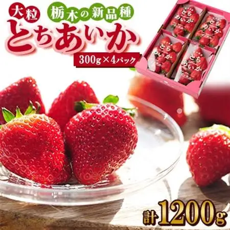 ルビーの輝き!!いちご王国栃木の新品種　大粒『とちあいか』(300g×4パック)_いちご 苺 フルーツ 果物 くだもの とちあいか 栃木 新品種 人気 おすすめ 送料無料 ギフト 贈答 4パック_【配送不可地域：離島】【1383194】