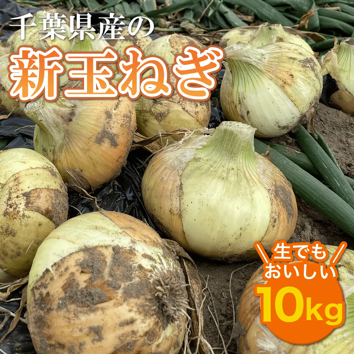 【先行予約:2027年5月以降発送】千葉県産 新玉ねぎ10kg 生でもおいしい！ AD001